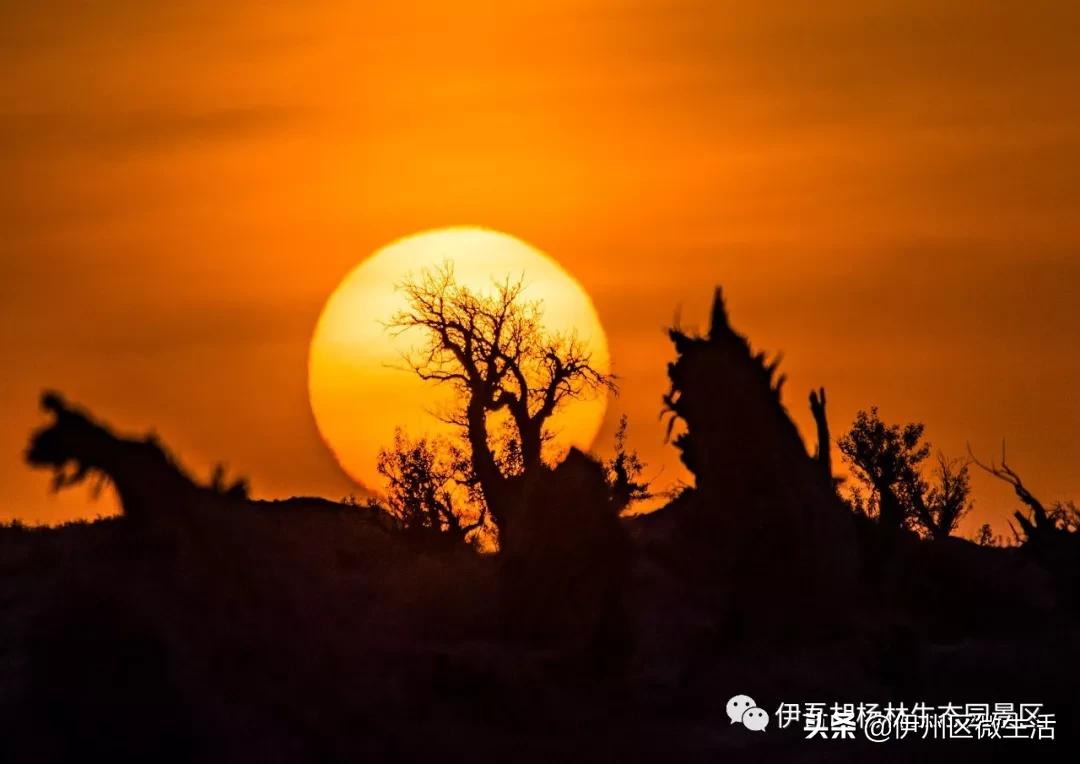 新疆哈密地区伊吾县,新疆哈密伊吾县视频