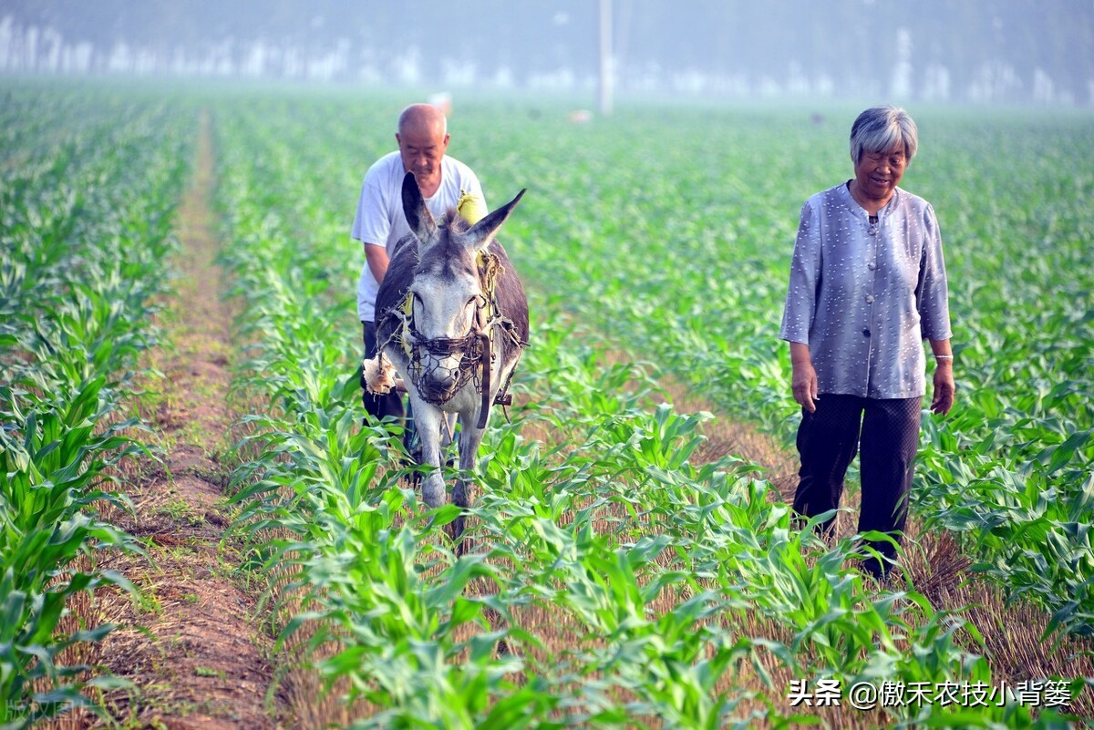 玉米和水稻对锌很敏感，巧施、巧喷、巧用能增产