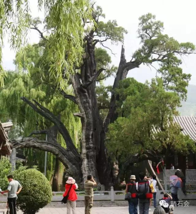 中国十大古树景观,重庆最老古树树龄千年