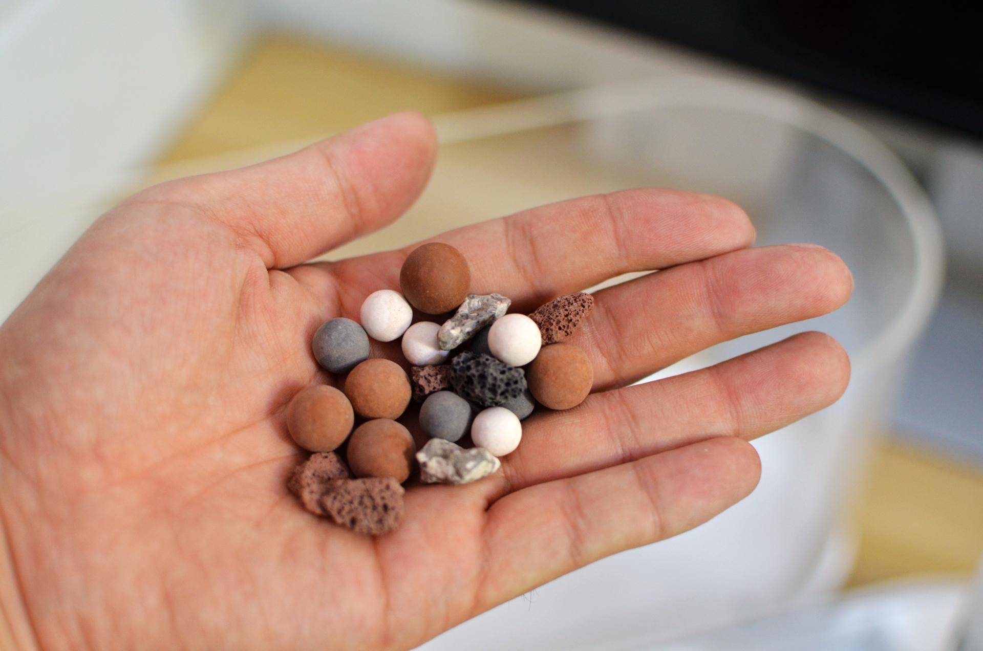 小米生态鱼缸养巴卡雷龙,小米生态缸养鱼入门基础教程