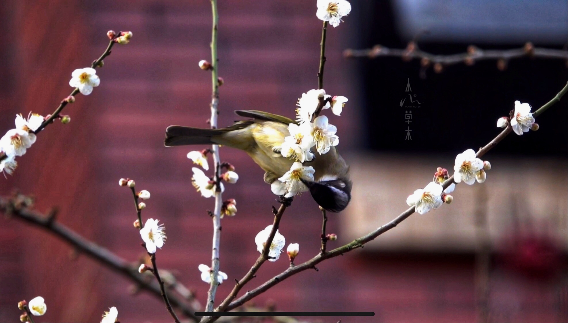 鹎踏梅枝自成画，花落如雨惊闲人