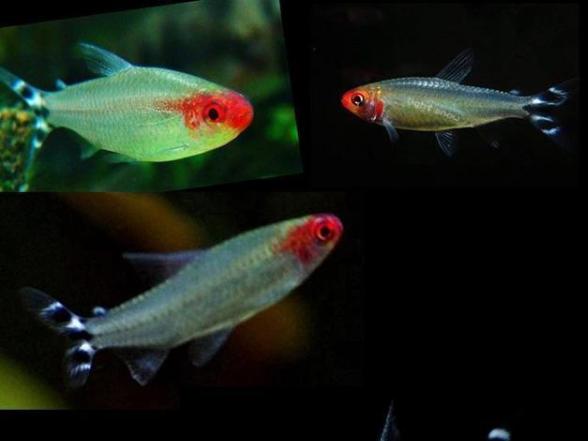 常见小型观赏鱼种类有哪些,有什么小型观赏鱼