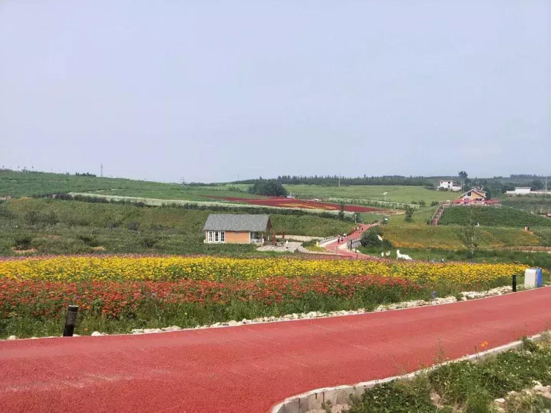 河北绝美自驾游,河北哪里的花海好看最美