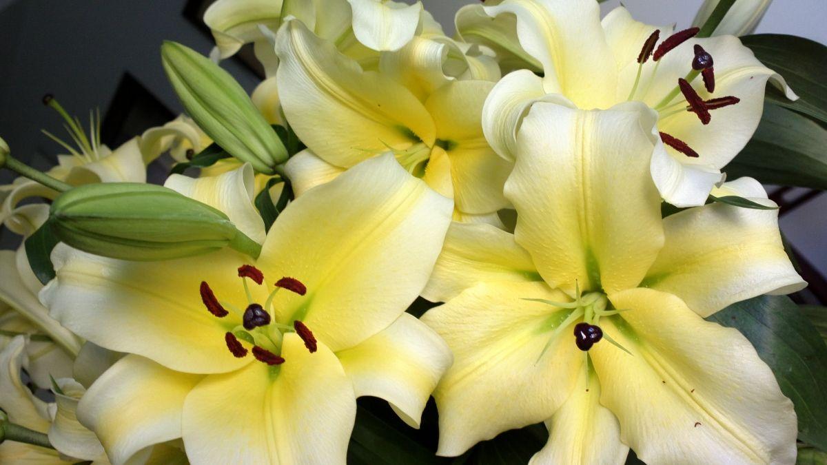 网购盆栽百合开花期怎么养护,百合种球很矮就长花苞了