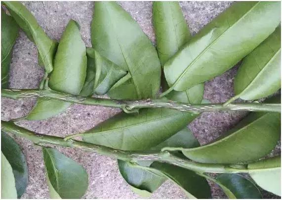 8月份不套袋的秋桃管理,秋季病虫害管理技术