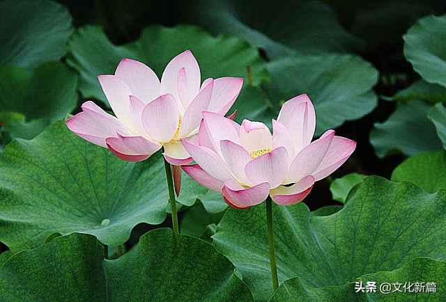 佛家说的种莲花寓意,思考一下莲花在佛教中的文化寓意