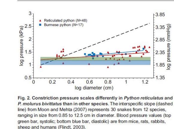 40斤大蟒蛇潜入村民养殖场,60斤巨蟒可以吞下人吗