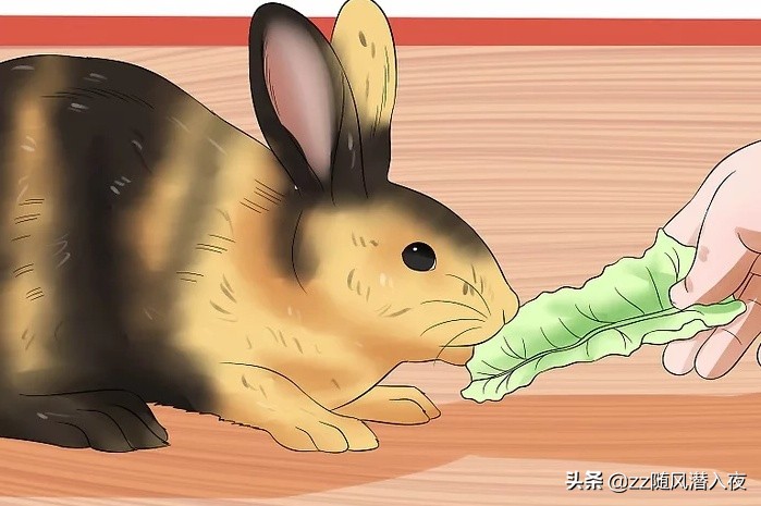 如何照顾怀孕的兔,初生兔子正确照顾方法