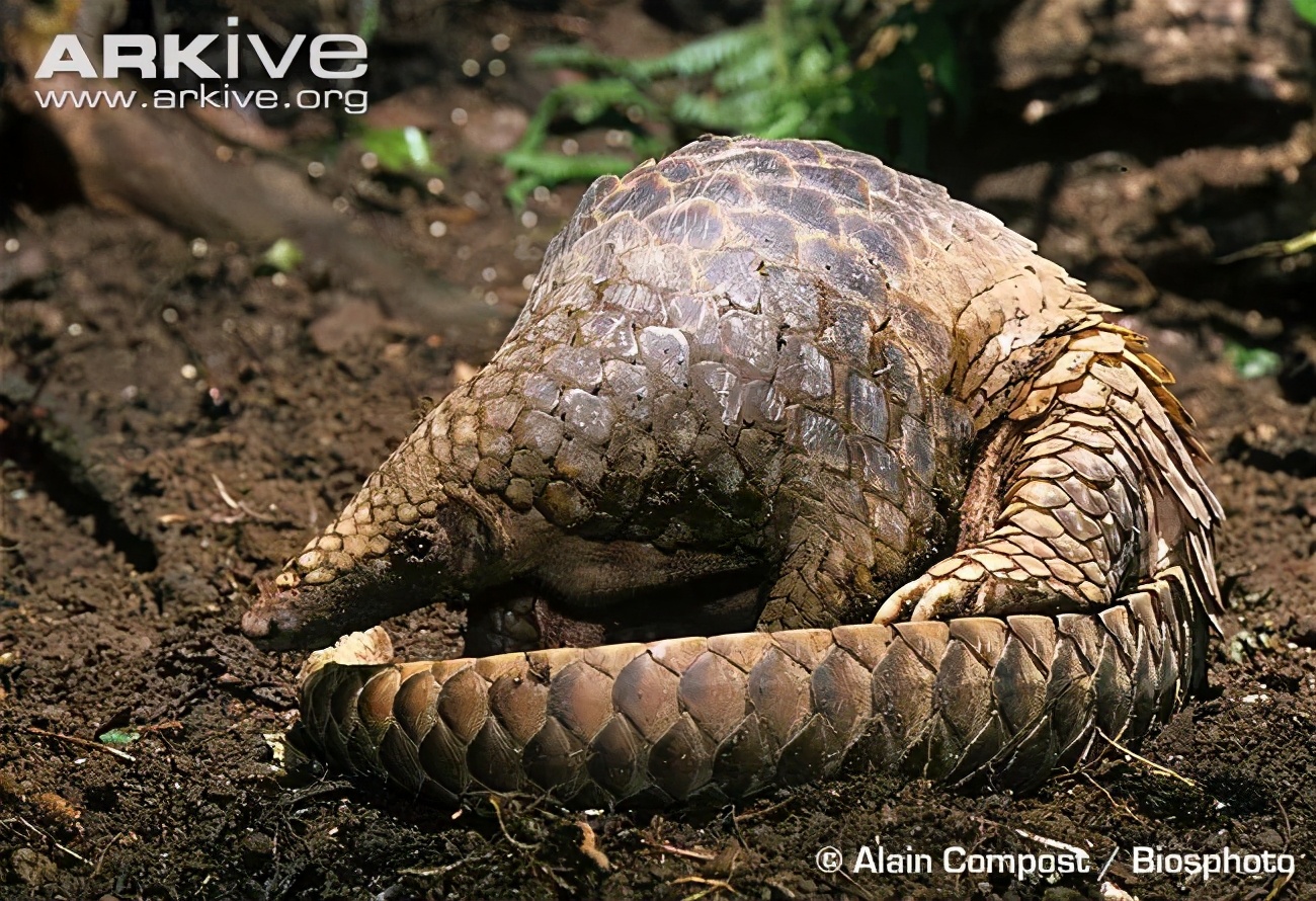 野生动物犯罪数额,收受野生动物量刑标准