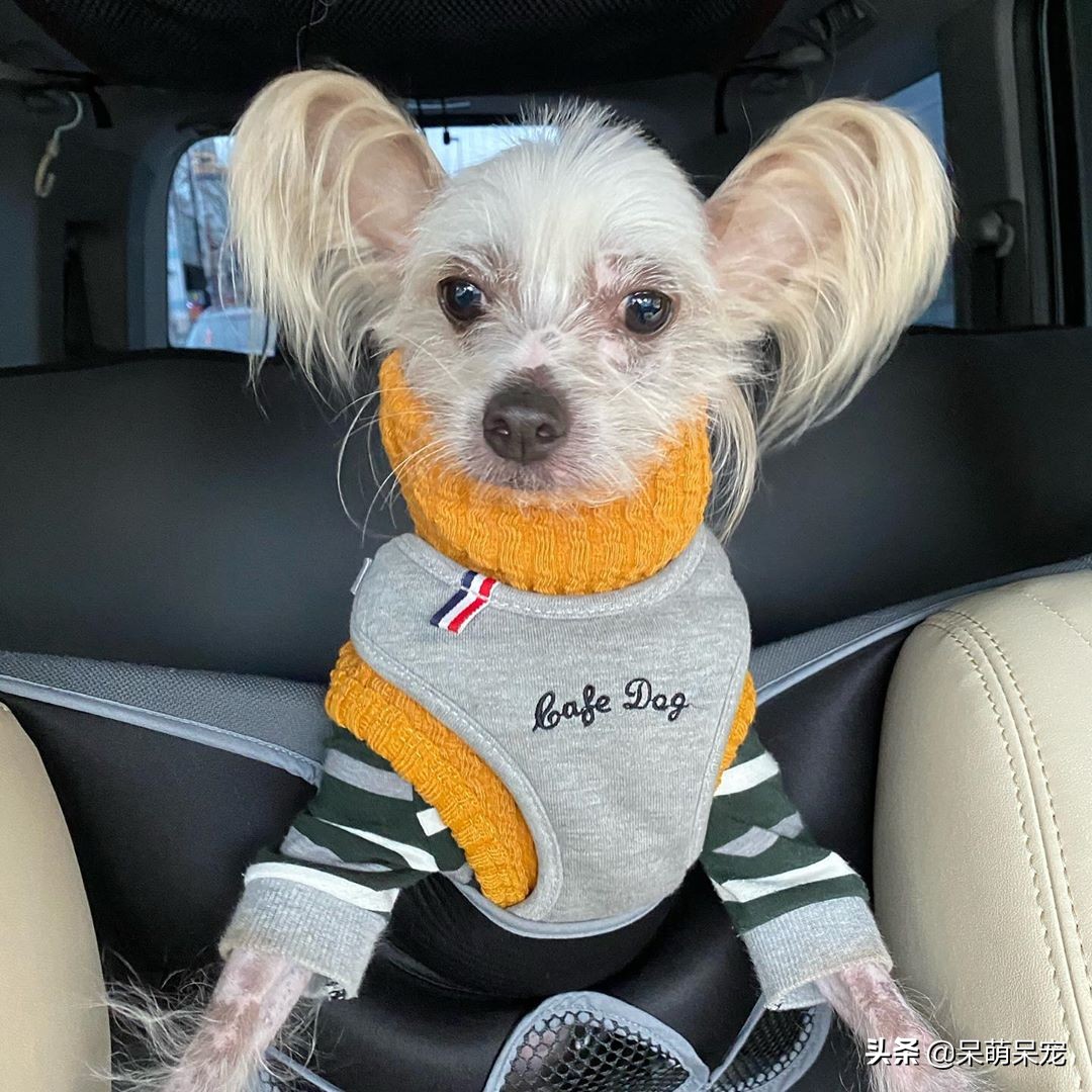 72种名犬最好养的宠物狗排名,什么狗最温顺不咬人又可爱小型犬