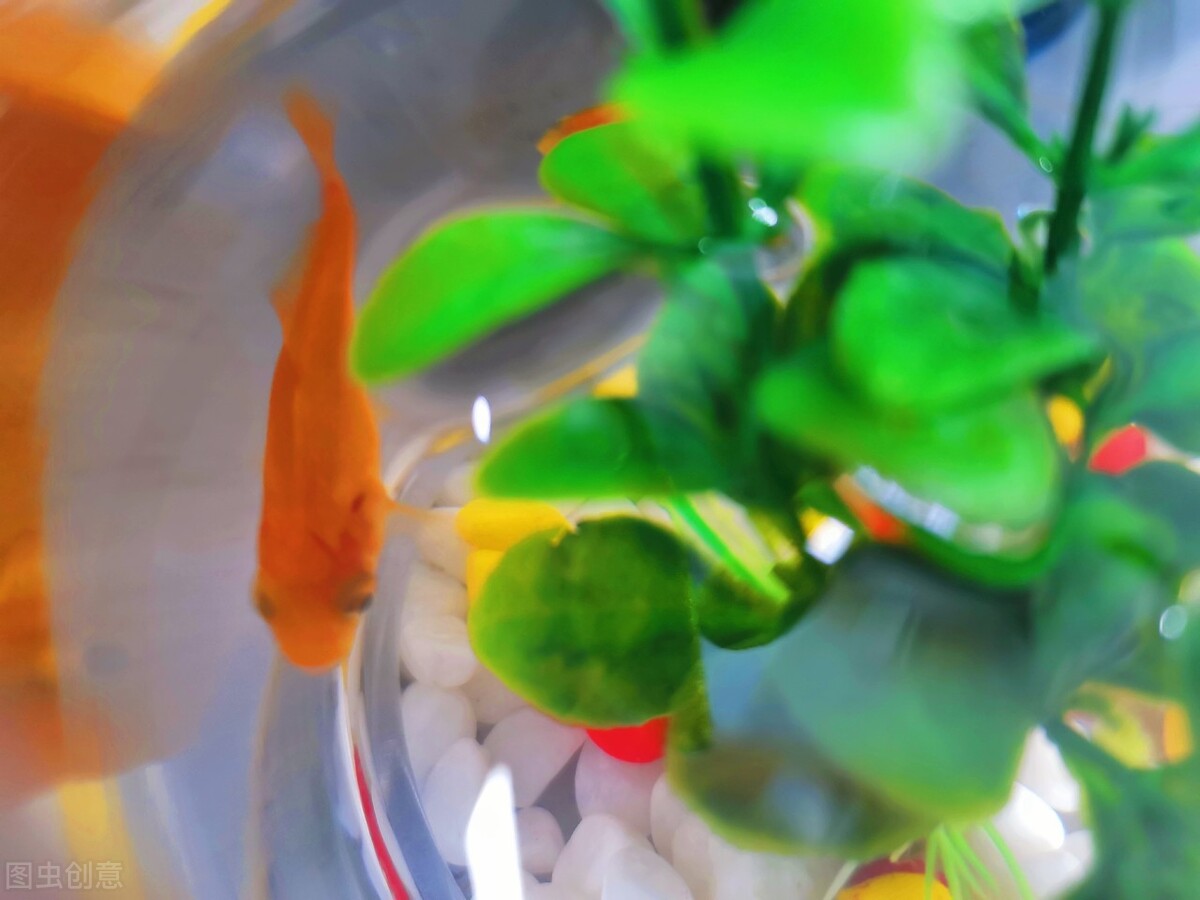 在买金鱼时买什么样的金鱼最合适,如何挑选健康的金鱼的技巧