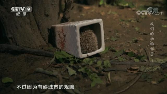 央视拍这种片怎么就没「流量」