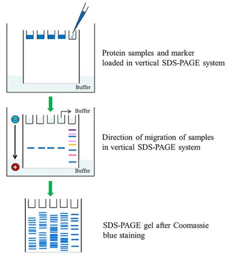 解密论文造假重灾区，ElisabethBik博士亲授WB实验技巧