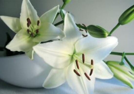 百合花放在卧室对身体有害吗,百合花有毒吗可以放室内吗