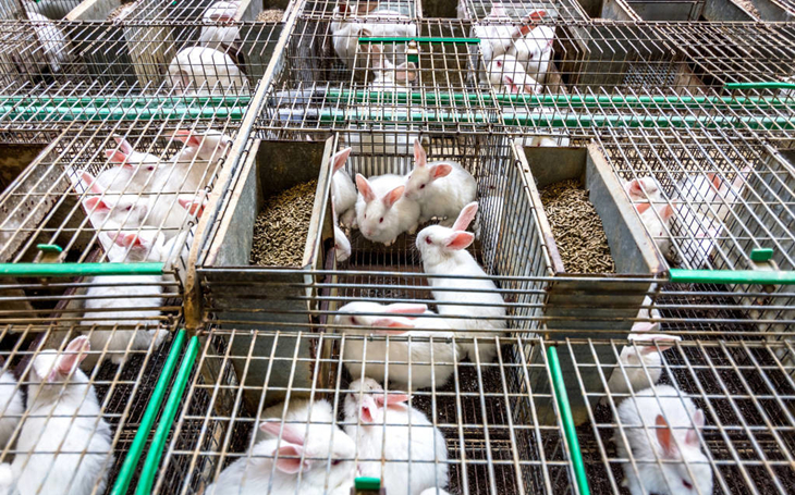 养兔怎么预防疾病呢,养兔疾病治疗方法中药验方