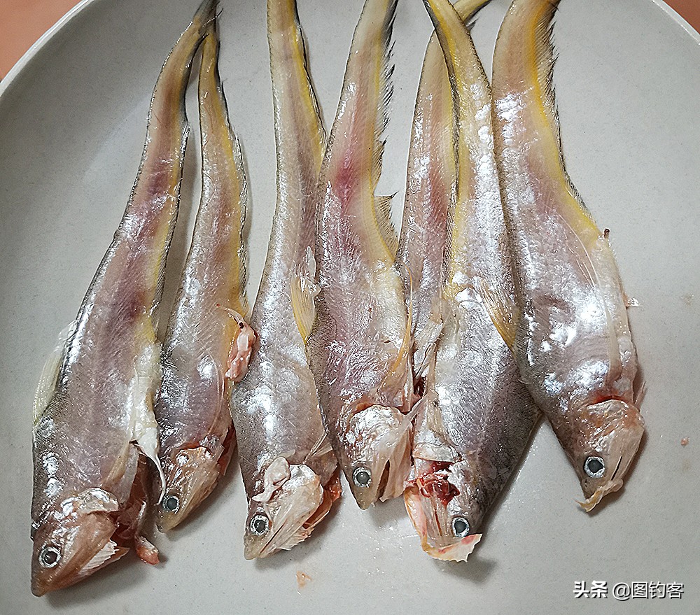 淡水中的汽水鱼,淡水汽水鱼有哪些