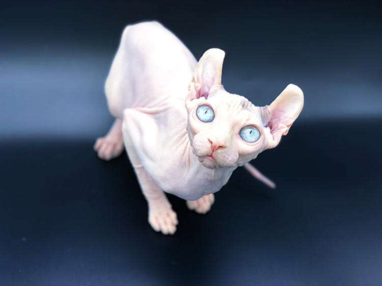 人类为什么要受到法律的约束,人类为什么让动物买单