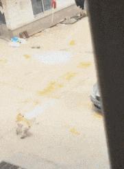 这只鹦鹉一直以为他是一只猴,所以每天都在重复做这个动作