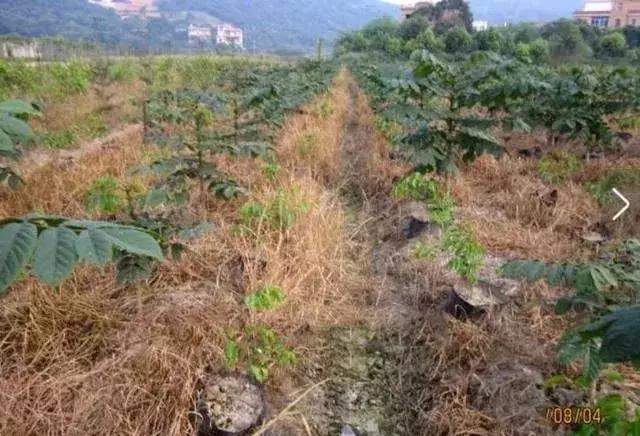 草铵膦防治杂草清单,草铵膦可以使杂草除根吗