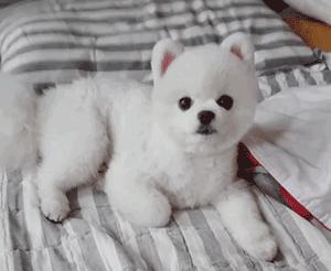 养博美犬需要注意的几个事项,养博美犬需要注意的事项