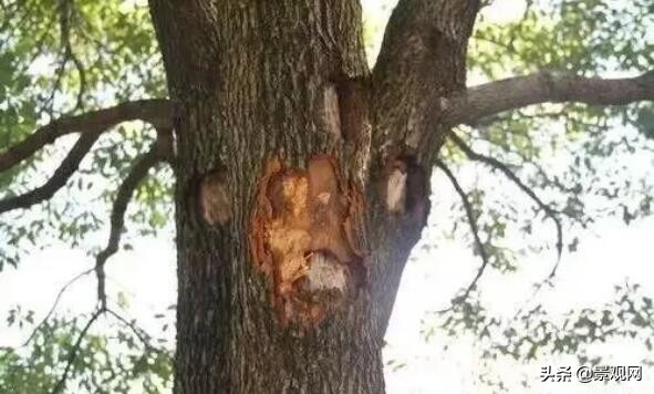 绿化苗木创伤后怎么处理,绿化树木破损如何修复