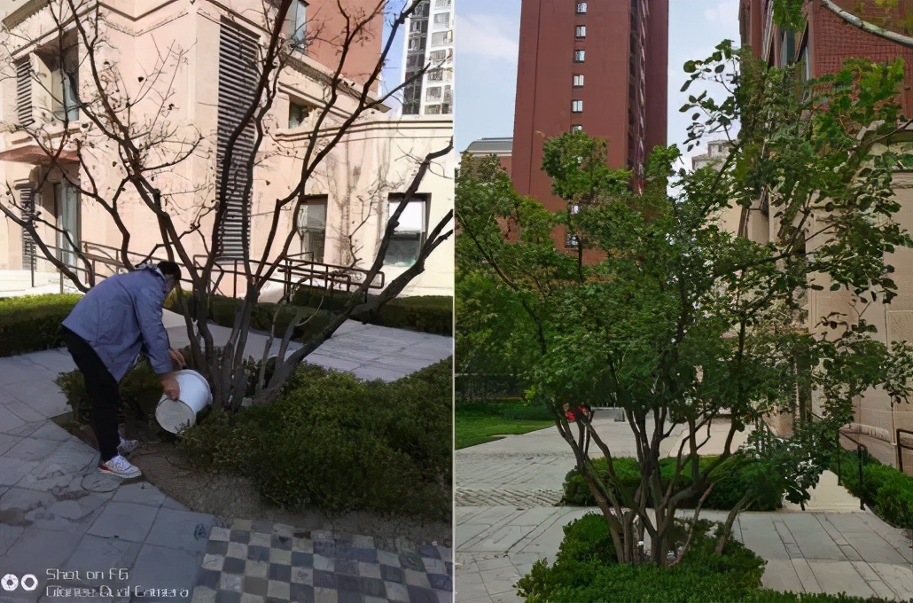 园林植物枝干防治,园林植物的主要叶部病害