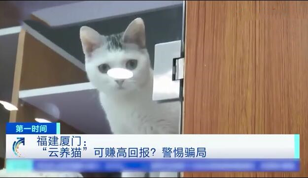 女子养了20只猫被骗,网络养猫诈骗案