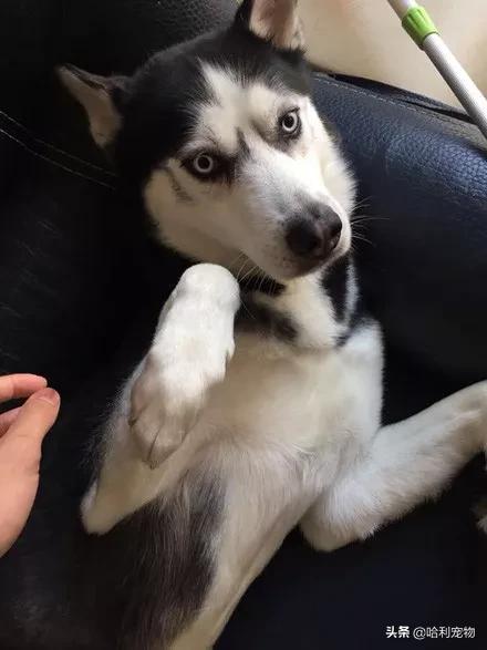 二哈伸腿被咬原视频,二哈咬伤自己