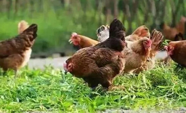 鸡生病了怎么办最有效,鸡生病了用什么药治疗