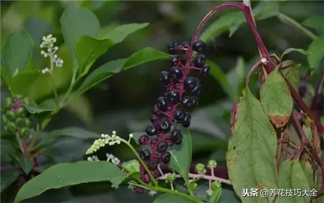 常见小区绿化100种植物图片,常见的水生植物有哪些种
