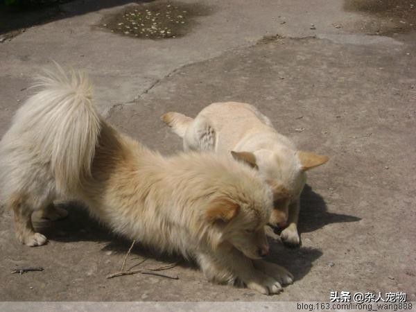 流浪猫怎么和狗和睦相处,流浪猫和流浪狗是怎么出现