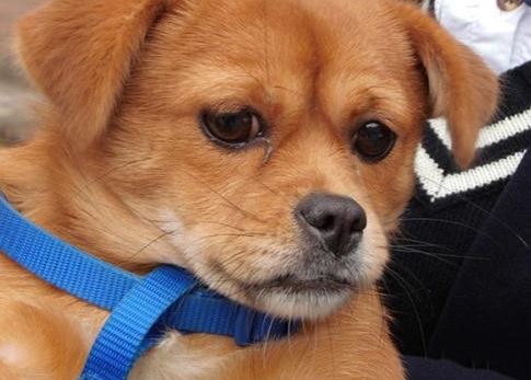 罗威纳狗狗补钙吃什么,戈赞养柯基视频