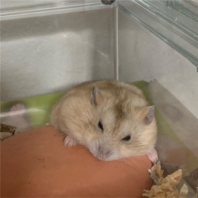 仓鼠为什么会突然衰老,仓鼠老的时候身体有什么明显特征