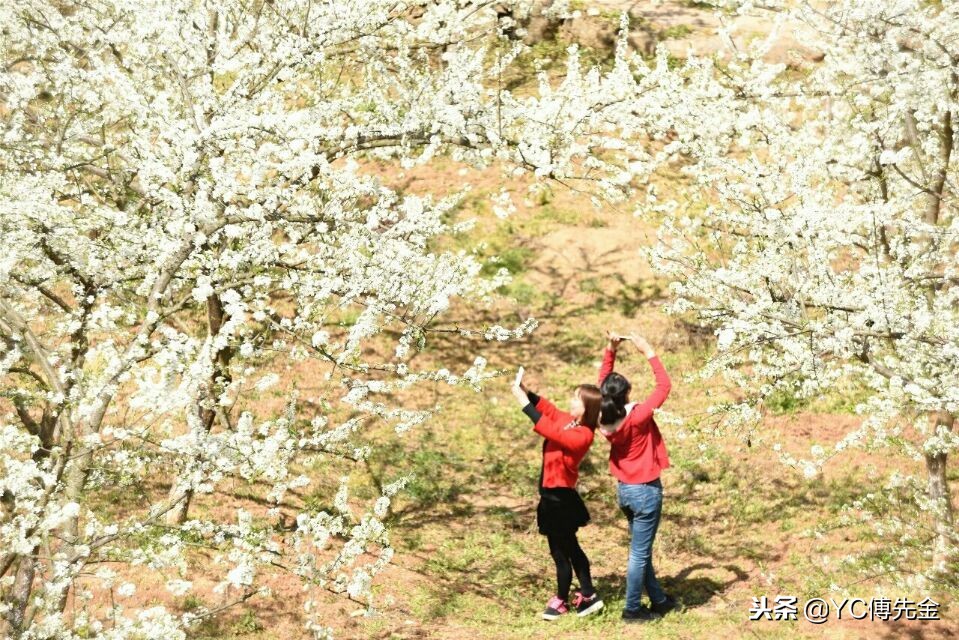 秭归沙镇溪茶叶,宜昌秭归沙镇溪