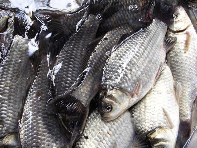 最干净的十种食用鱼,常见的可食用干净的鱼有哪些