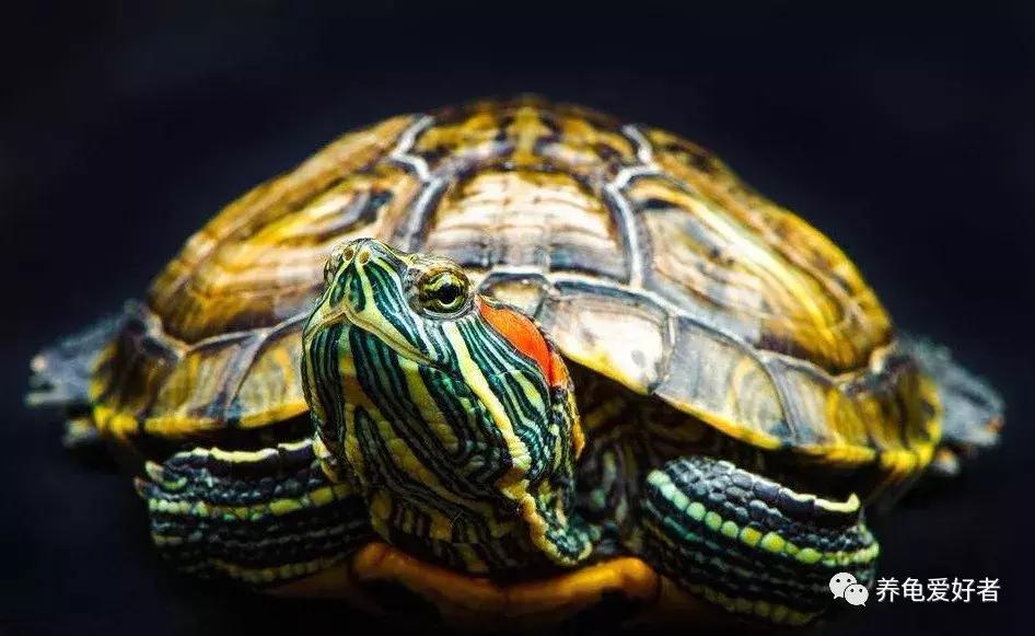 喂龟食物推荐,幼龟可以吃什么人类的食物