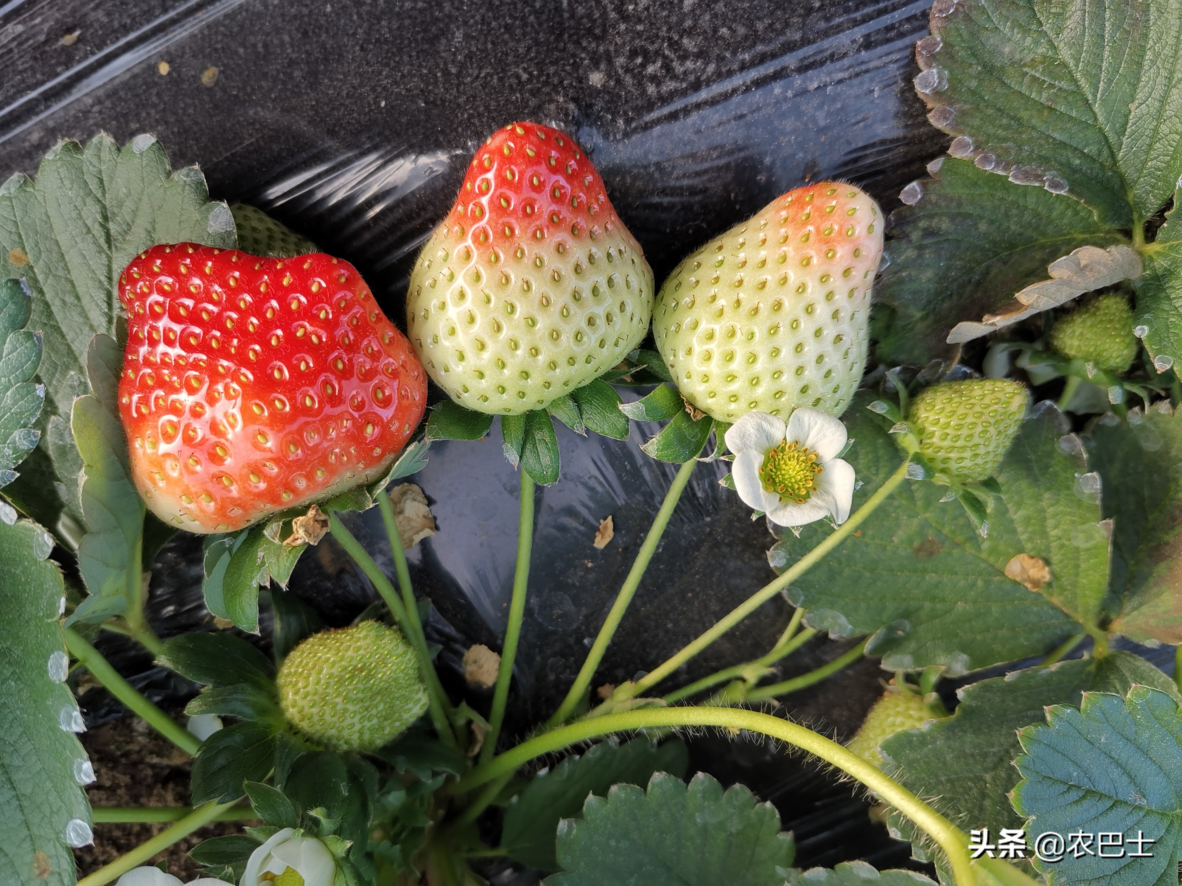 螨害红蜘蛛,二斑叶螨对草莓有什么危害