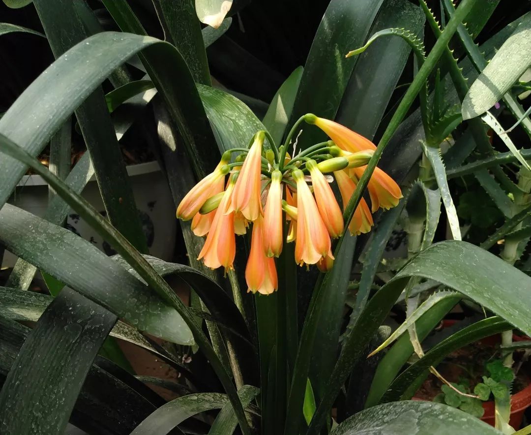 石蒜属常见观赏植物有哪些品种,石蒜科花朵的特点