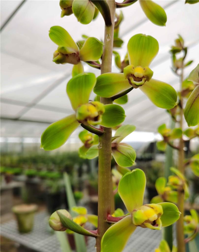 清朝乾隆年间下山的一颗蕙兰,后世称为赤蕙之首,梅瓣之王