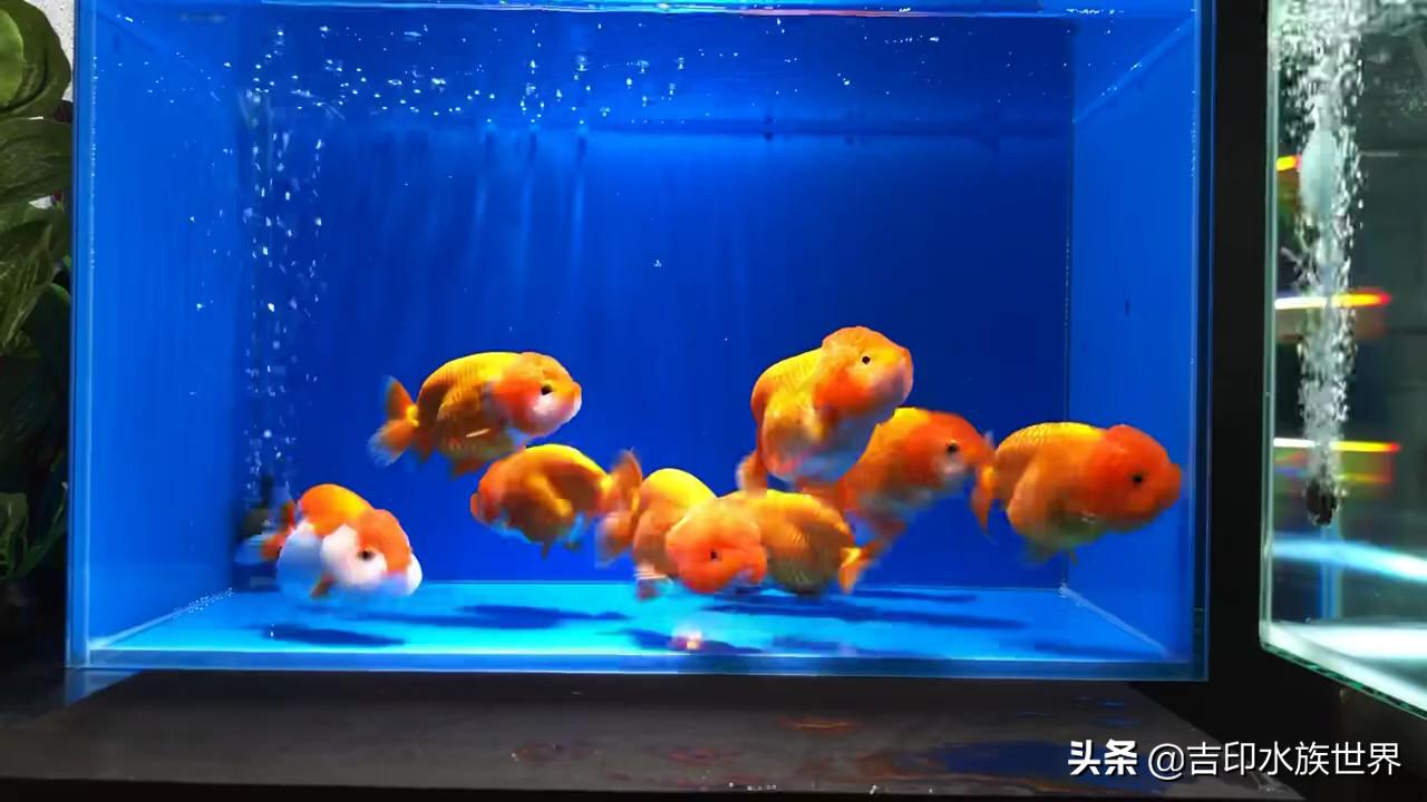 金鱼应该怎么挑选才好,挑选金鱼的方法和技巧