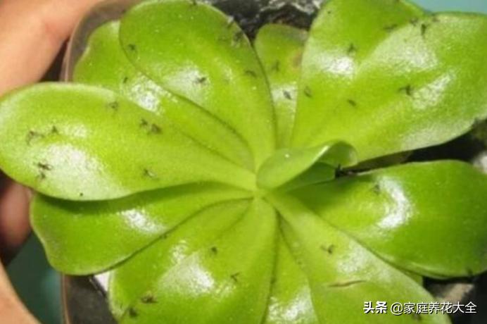 养花土有小黑飞有什么好办法去除,养花小黑飞