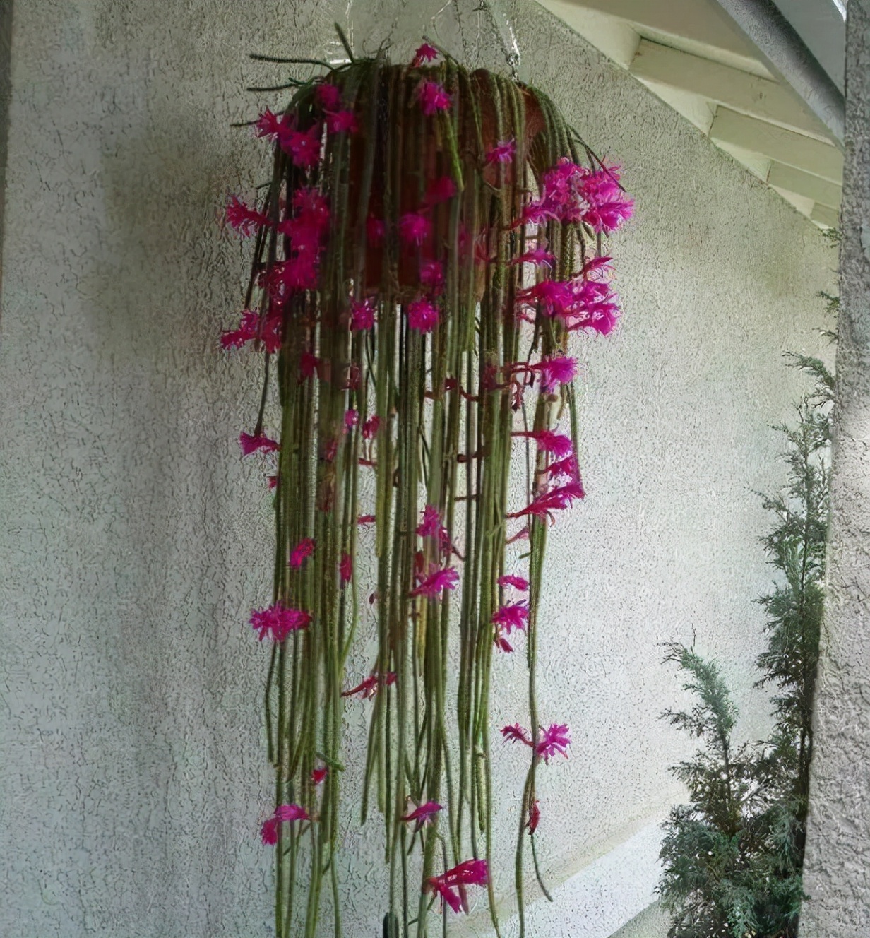 多肉养成垂吊,好养的垂吊多肉