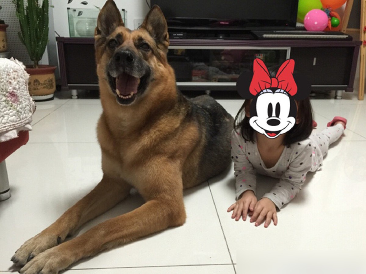 警犬与眼镜蛇搏斗不幸牺牲,边防警犬被眼镜蛇咬死