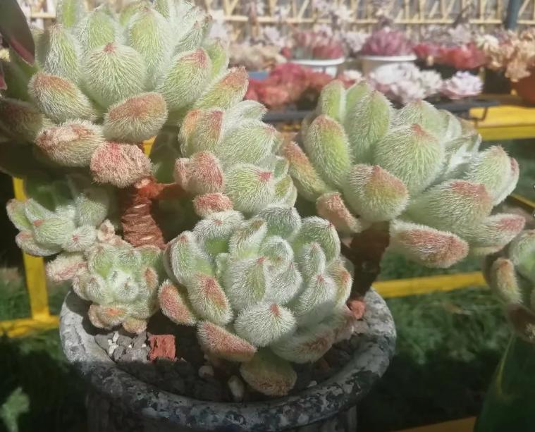 多肉养出状态来有多美?这102种多肉控养上色之后美呆了