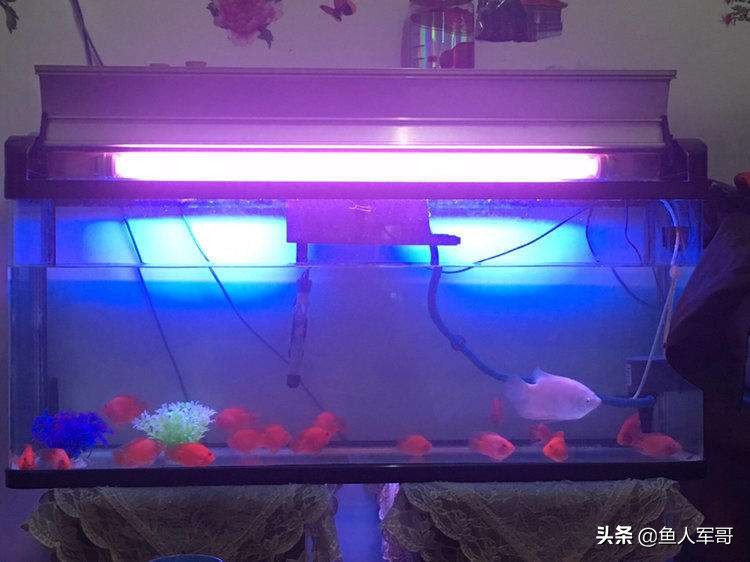 小观赏鱼怎么养着养着就死了,观赏鱼最好养的品种不需要经常喂