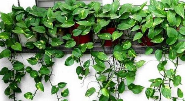 绿萝浇水加点它轻轻松松养爆盆,怎样才能让绿萝枝繁叶茂又绿又亮