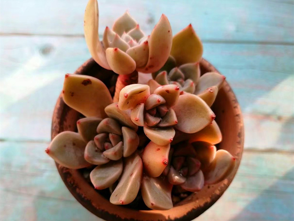 蒂亚多肉叶尖发黑,多肉巧克力叶尖发黑