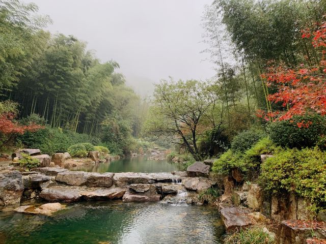 清新大自然竹林风景视频,宜兴竹海风景区图片欣赏