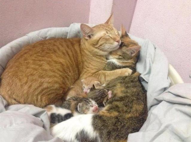 猫分娩完后需要吃什么,母猫分娩时怎么护理