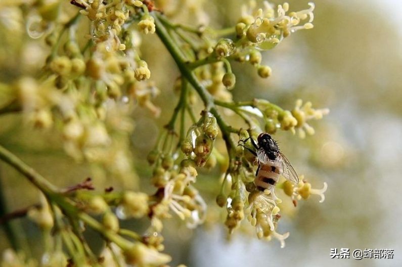 三十年养蜂人传授养蜂秘诀,初学养蜂者如何进入养蜂的高境界
